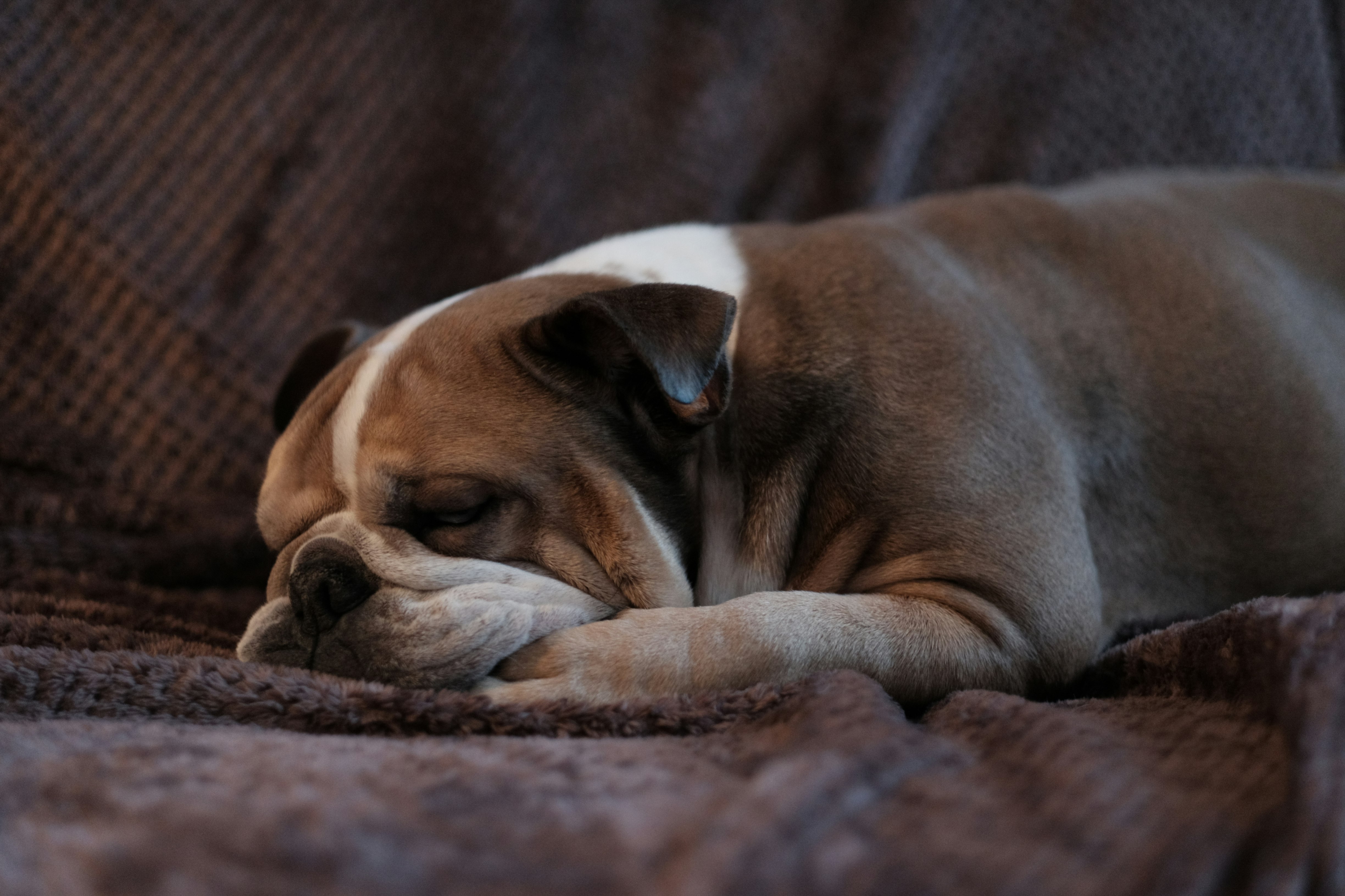 brown and tan short-coated dog lying down